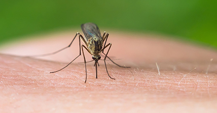 adult mosquitoes habits