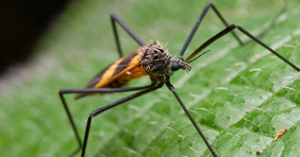 Mosquito Control | Defend Your Family from Mosquitoes